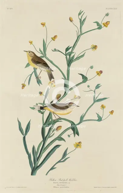 Yellow Red-Poll Warbler, 1832. Creator: Robert Havell.