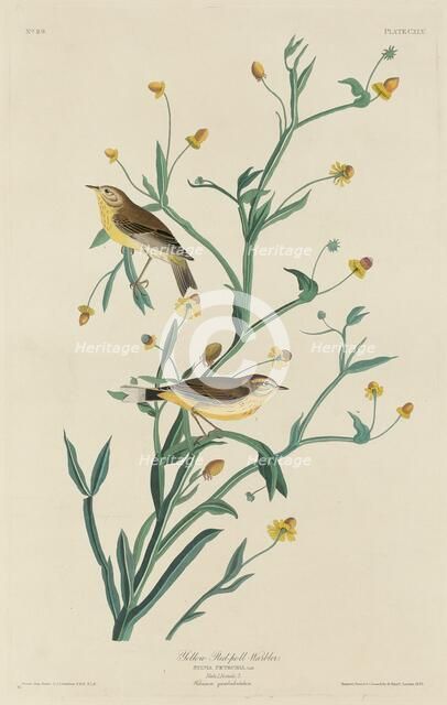 Yellow Red-Poll Warbler, 1832. Creator: Robert Havell.