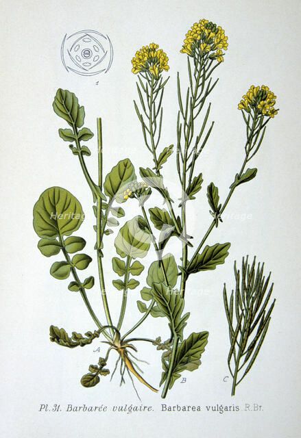 Yellow rocket, 1893. Artist: Unknown