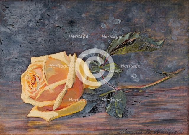 Yellow Rose, 1887. Creator: Florence Westwood Whitfield.