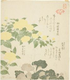 Yellow Roses (Yae yamabuki) and Creeping Saxifrages (Yukinoshita), from the series "Colle..., 1810s. Creator: Kubo Shunman