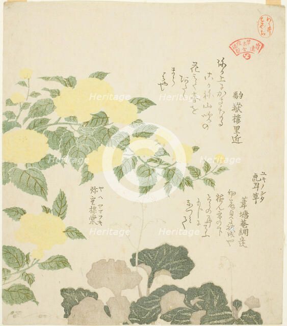 Yellow Roses (Yae yamabuki) and Creeping Saxifrages (Yukinoshita), from the series "Colle..., 1810s. Creator: Kubo Shunman.