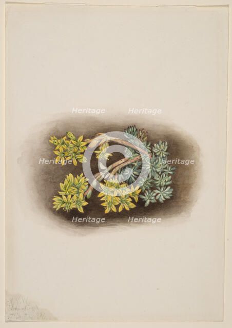 Yellow Stonecrop (Sedum stenopetalum), 1922. Creator: Mary Vaux Walcott.