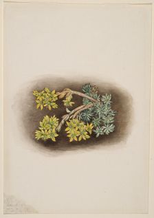 Yellow Stonecrop (Sedum stenopetalum), 1922. Creator: Mary Vaux Walcott
