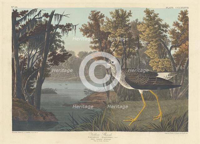 Yellow Shank, 1836. Creator: Robert Havell.