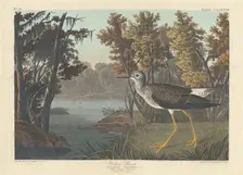 Yellow Shank, 1836. Creator: Robert Havell