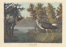 Yellow Shank, 1836. Creator: Robert Havell