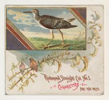 Yellow Shank Tatler, from the Game Birds series (N40) for Allen & Ginter Cigarettes, 1888-90. Creator: Allen & Ginter