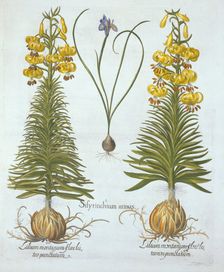 Yellow Turkscap Lily with bulb and Dwarf Blue-Eyed Grass,, from Hortus Eystettensis by Basil Besl