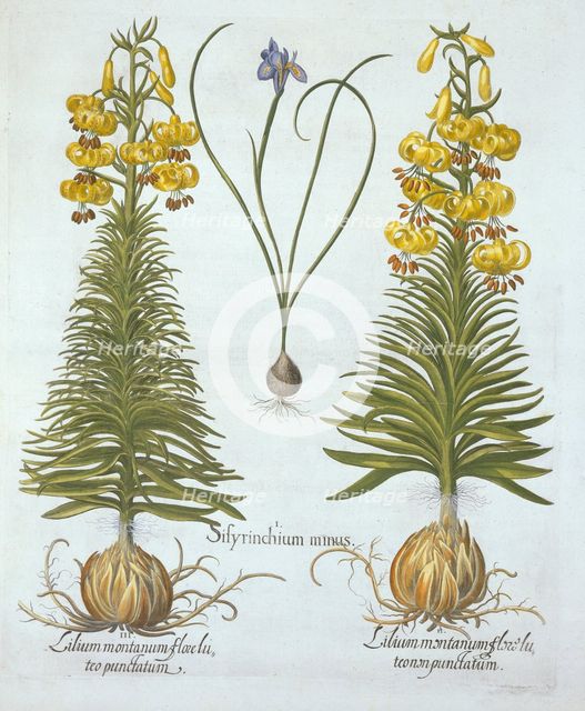 Yellow Turkscap Lily with bulb and Dwarf Blue-Eyed Grass,, from 'Hortus Eystettensis', by Basil Besl