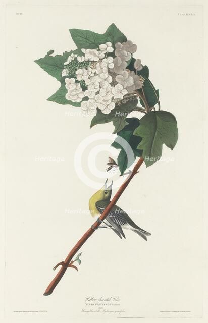 Yellow-throated Vireo, 1831. Creator: Robert Havell.
