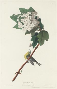 Yellow-throated Vireo, 1831. Creator: Robert Havell