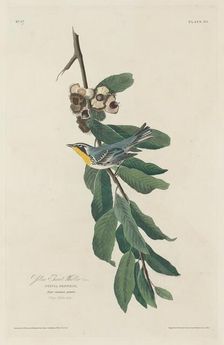 Yellow-throated Warbler, 1830. Creator: Robert Havell