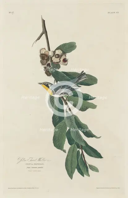 Yellow-throated Warbler, 1830. Creator: Robert Havell.