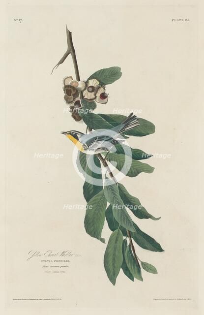 Yellow-throated Warbler, 1830. Creator: Robert Havell.