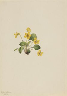 Yellow Violet (Viola orbiculata), 1916. Creator: Mary Vaux Walcott