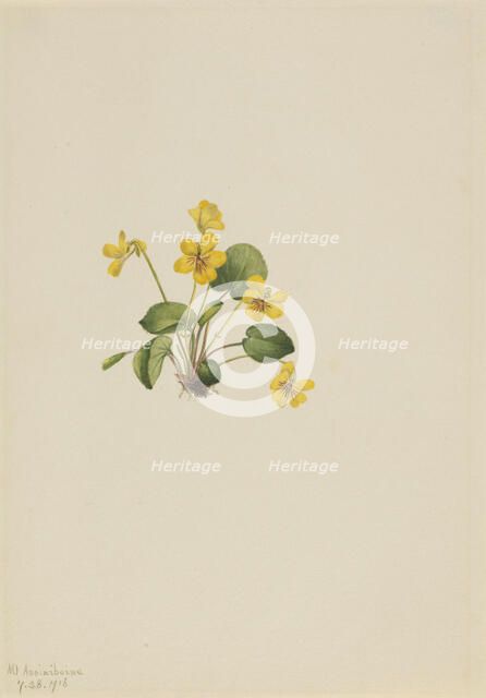 Yellow Violet (Viola orbiculata), 1916. Creator: Mary Vaux Walcott.