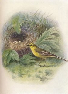 Yellow Wagtail - Motacil'la rai'i c1910, (1910). Artist: George James Rankin