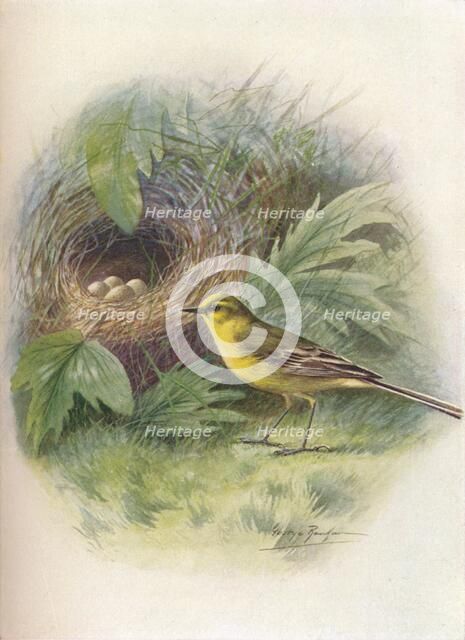 'Yellow Wagtail - Motacil'la rai'i', c1910, (1910). Artist: George James Rankin.
