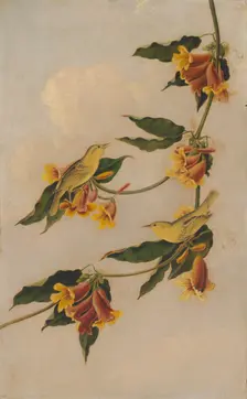 Yellow Warbler, 1830-1833. Creator: Joseph Bartholomew Kidd