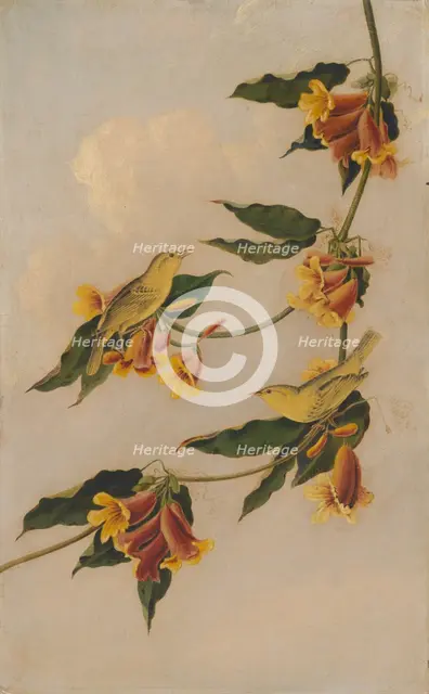 Yellow Warbler, 1830-1833. Creator: Joseph Bartholomew Kidd.