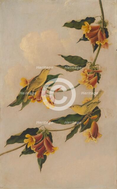 Yellow Warbler, 1830-1833. Creator: Joseph Bartholomew Kidd.