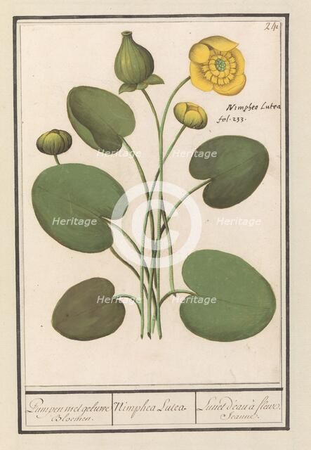 Yellow water lily (Nuphar lutea), 1596-1610. Creators: Anselmus de Boodt, Elias Verhulst.