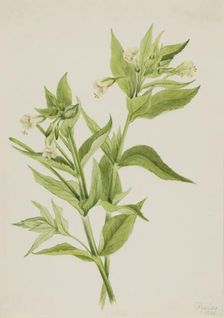 Yellow Willow-Weed (Epilobium lutem), 1906. Creator: Mary Vaux Walcott