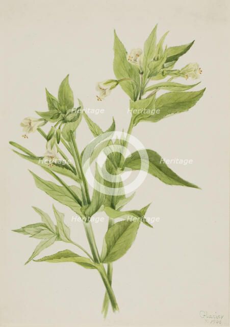 Yellow Willow-Weed (Epilobium lutem), 1906. Creator: Mary Vaux Walcott.