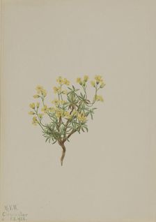 Yellow Willow Grass, 1922. Creator: Mary Vaux Walcott