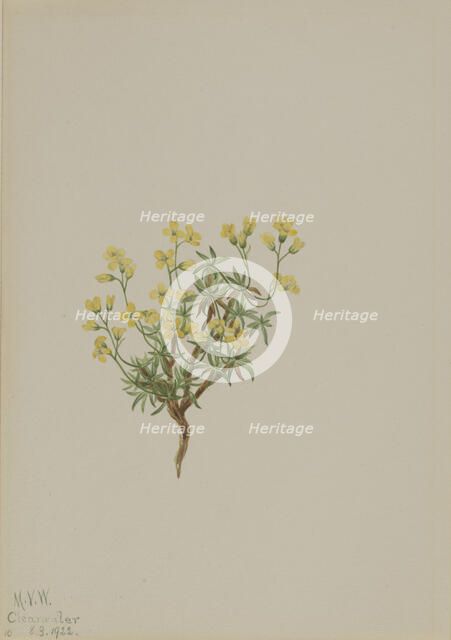 Yellow Willow Grass, 1922. Creator: Mary Vaux Walcott.