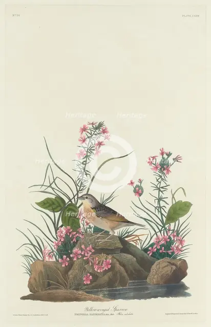Yellow-winged Sparrow, 1832. Creator: Robert Havell.