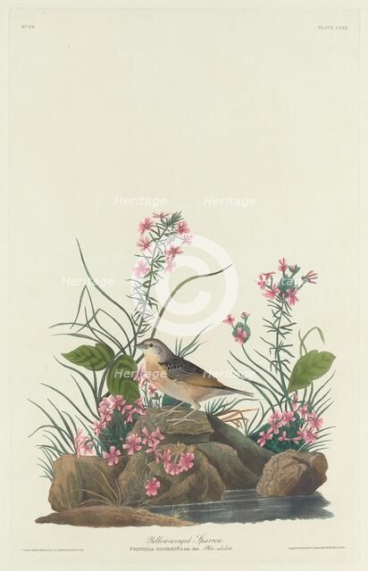 Yellow-winged Sparrow, 1832. Creator: Robert Havell.