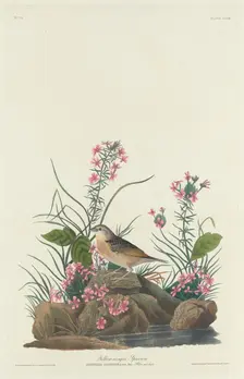 Yellow-winged Sparrow, 1832. Creator: Robert Havell