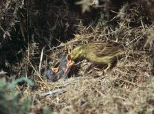 Yellowhammer and a nest