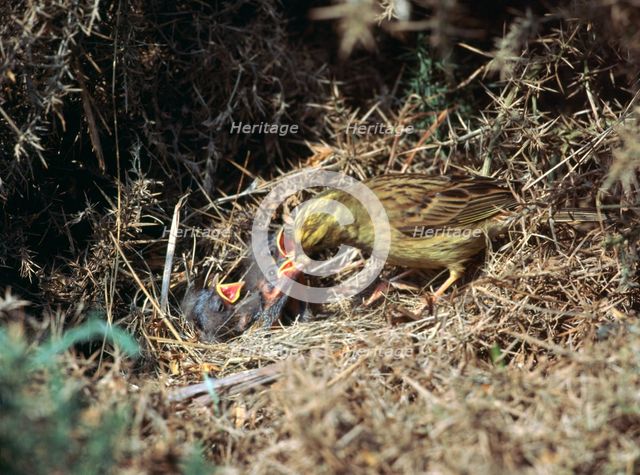 Yellowhammer and a nest. Artist: Unknown