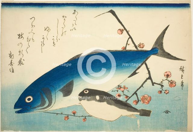 Yellowtail, blowfish, and plum branch, c. 1840/42. Creator: Ando Hiroshige.