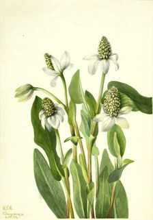 Yerba Mansa (Anemopsis californica), 1934. Creator: Mary Vaux Walcott