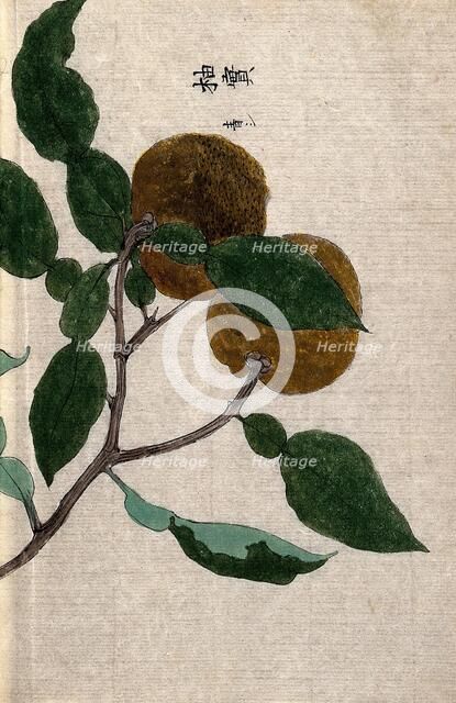 Yuzu orange plant (Citrus species): branch with two fruit Creator: Unknown.