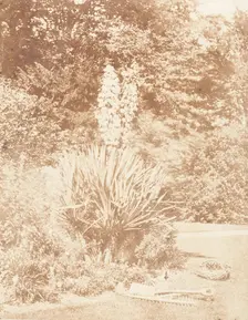 Yucca Gloriosa, 1853-56. Creator: John Dillwyn Llewelyn