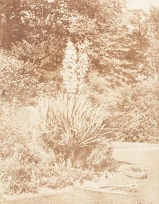 Yucca Gloriosa, 1853-56. Creator: John Dillwyn Llewelyn
