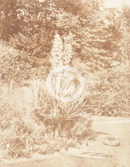 Yucca Gloriosa, 1853-56. Creator: John Dillwyn Llewelyn.