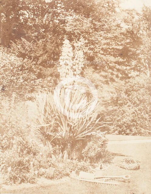 Yucca Gloriosa, 1853-56. Creator: John Dillwyn Llewelyn.