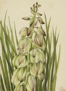 Yucca (Yucca baileyi), 1928. Creator: Mary Vaux Walcott