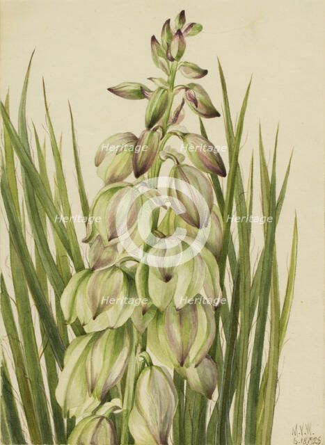 Yucca (Yucca baileyi), 1928. Creator: Mary Vaux Walcott.