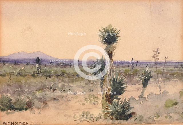 Yuccaland--Chihuahua, Mexico, n.d. Creator: William Henry Holmes.