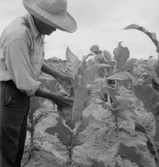 Zollie Lyons and son worming tobacco, Wake County, North Carolina, 1939. Creator: Dorothea Lange