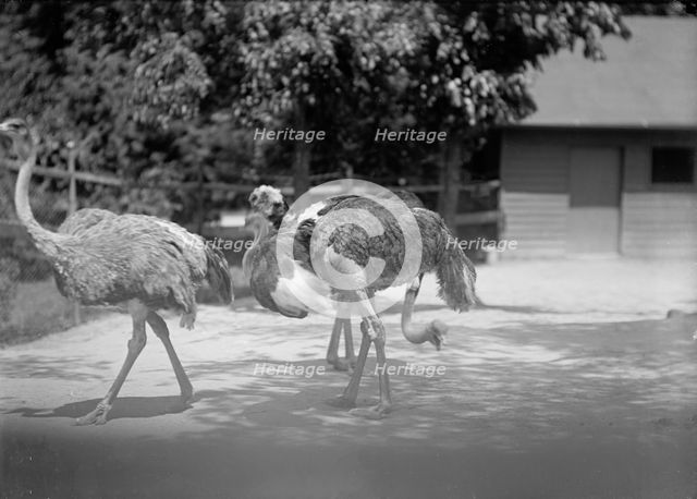 Zoo, Washington, D.C.: Ostriches, 1916. Creator: Harris & Ewing.