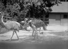 Zoo, Washington, D.C.: Ostriches, 1916. Creator: Harris & Ewing
