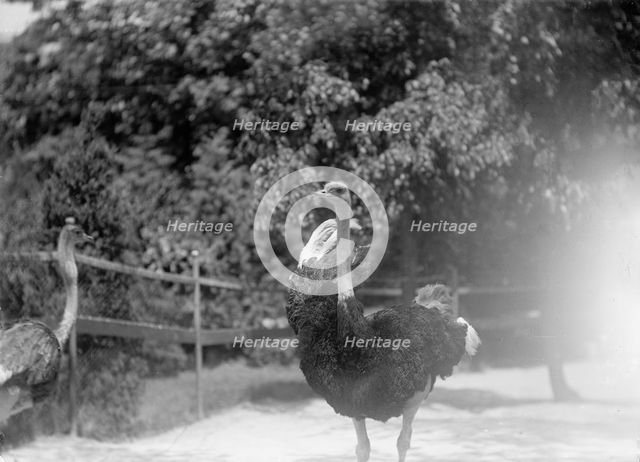Zoo, Washington, D.C.: Ostriches, 1916. Creator: Harris & Ewing.